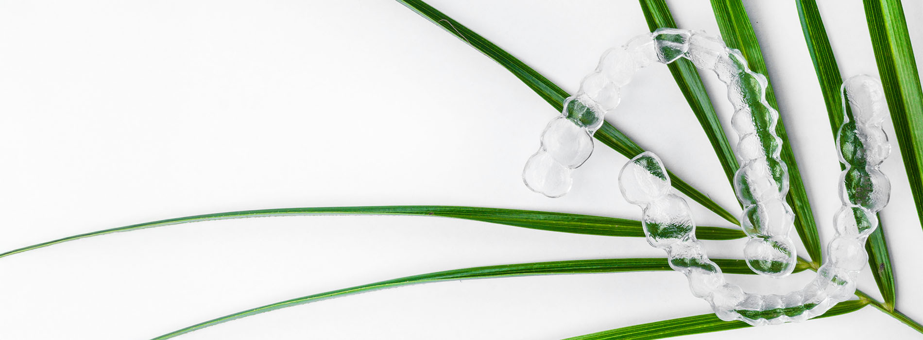 The image shows a close-up of water droplets on green palm leaves against a white background.
